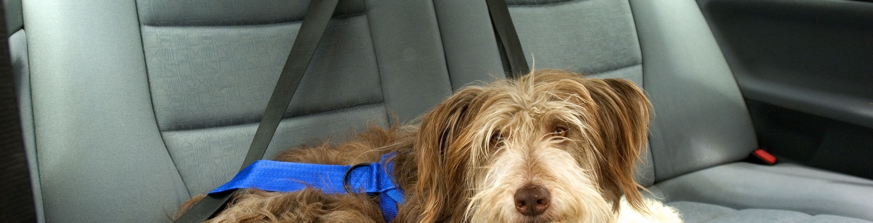 TRAVEL SAFETY WITH PETS FROM PDSA image