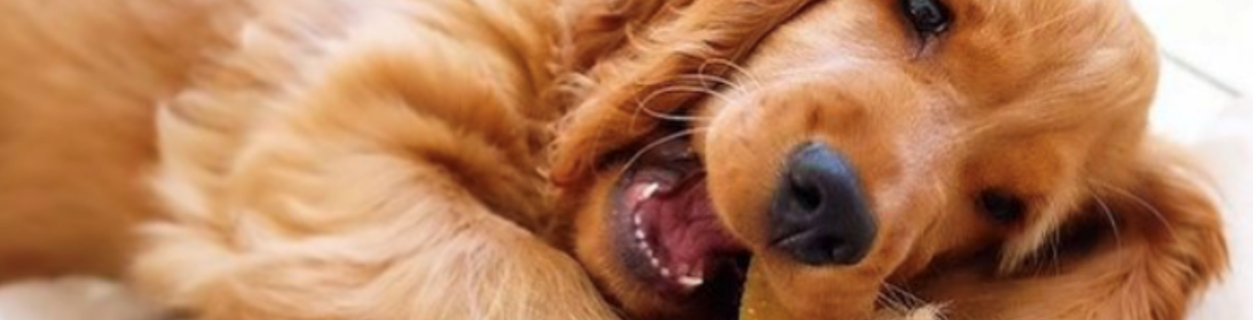 BRUSH UP ON YOUR PUP’S DENTAL CARE image