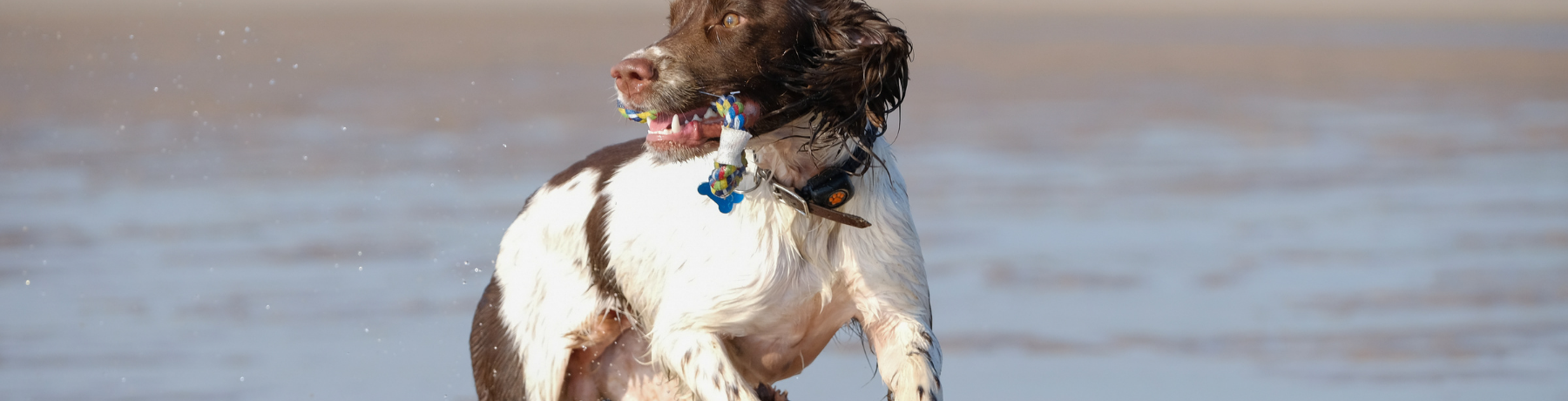 EXERCISING YOUR DOG IN THE HEAT: OUR TOP TIPS image
