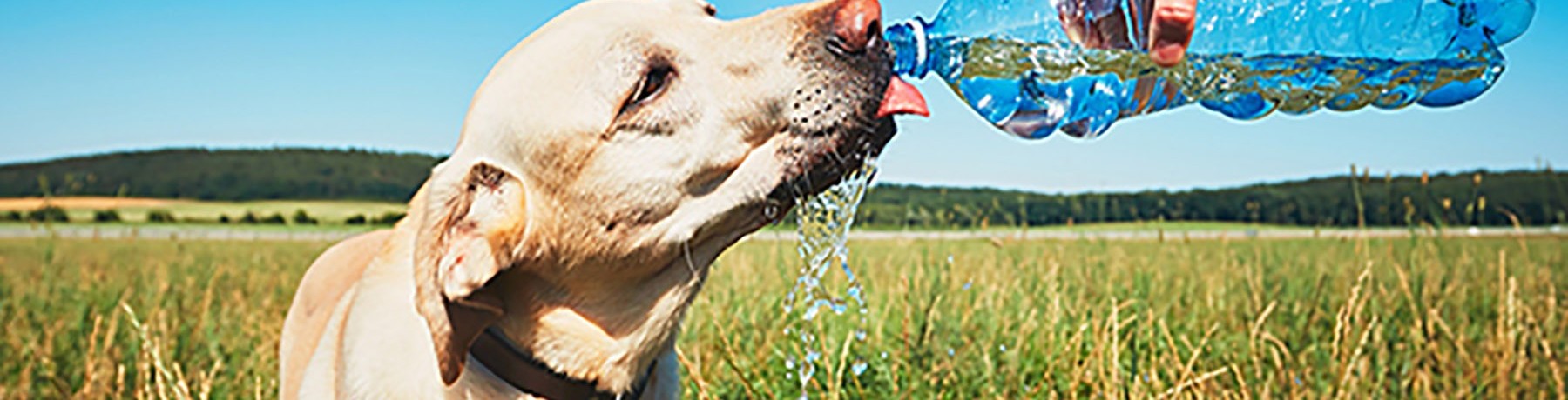 KEEPING YOUR DOGS COOL IN THE SUMMER image