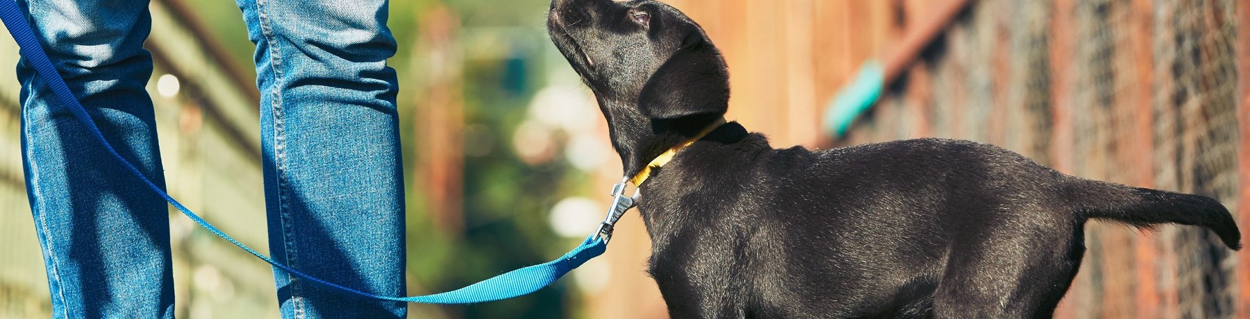 WHEN TO TAKE YOUR PUPPY ON THEIR FIRST WALK image
