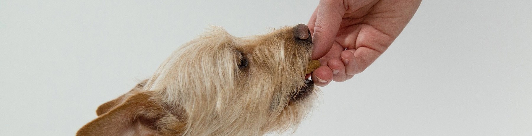 YOUR DOGGY DIET QUESTIONS ANSWERED image