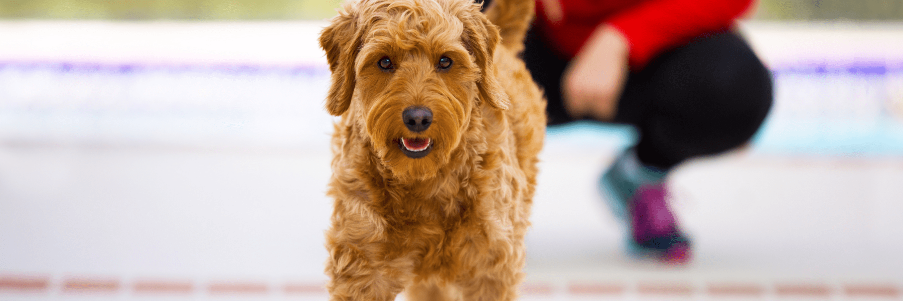 Introducing Novel Stimulus - Dogfest - Stimulus Regiment For Puppy Training