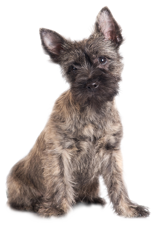 dog1